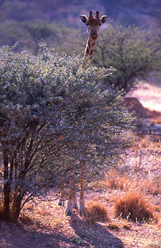 Giraffe behind the bush